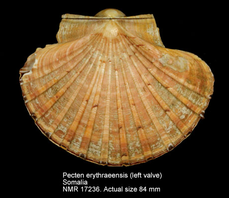 Pecten erythraeensis (left valve).jpg - Pecten erythraeensisG.B.Sowerby,1842